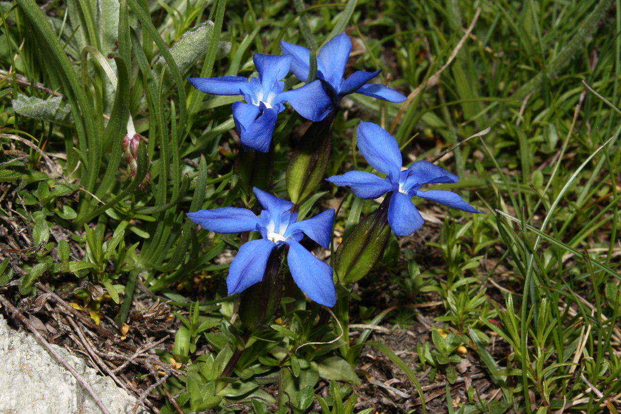 Gentiana bavarica ???